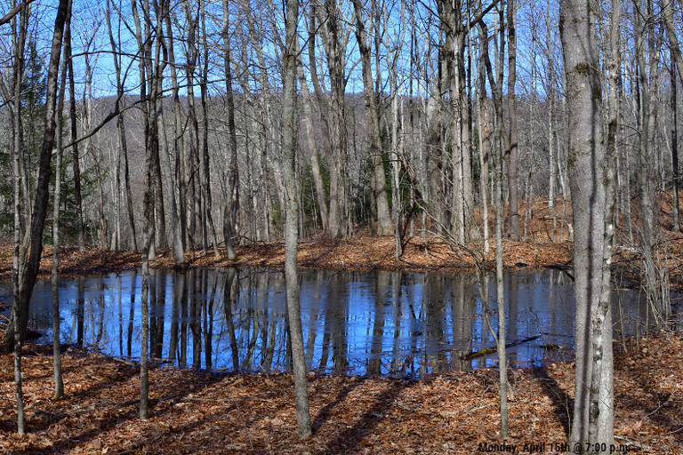 Vernal Pool.png
