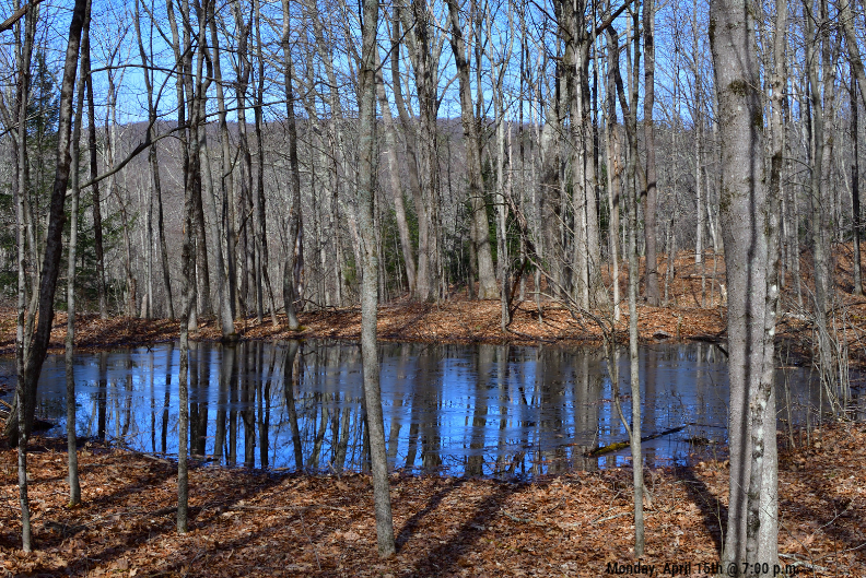 Vernal Pool.png
