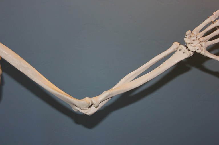 Skeleton Elbow