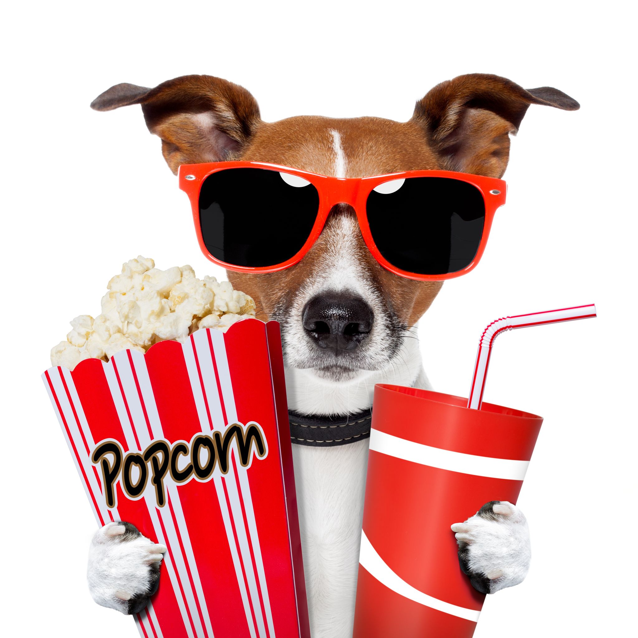 Movie dog popcorn soda