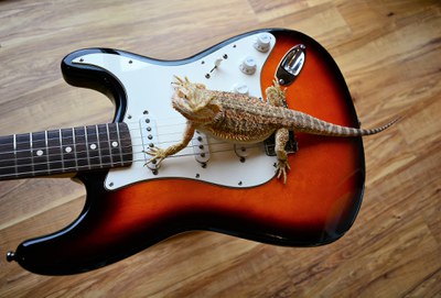 Rock 'n Roll Animals Rock 'n Roll Animals